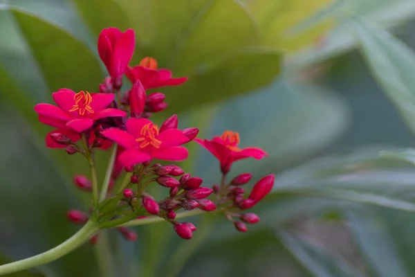 Szkarłatne Kwiaty Marzycielskim Tle Zielonych Liści Letnim Ogrodzie — Zdjęcie stockowe