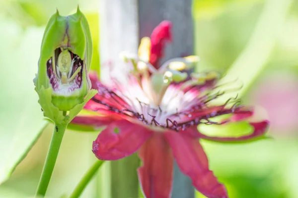 花の内側の構造の切り取られたイメージを明らかにするために 昆虫は情熱的な花芽の半分を食べました — ストック写真