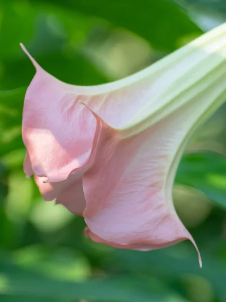 Uma Variedade Florida Rosa Brugmansia Jardim Botânico — Fotografia de Stock
