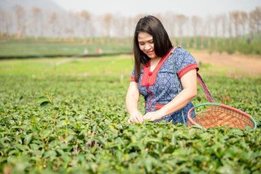 Tayland 'ın Chiang Rai şehrinde çay tarlasında çay yaprağı toplayan mavi tişörtlü Asyalı kadınlar..