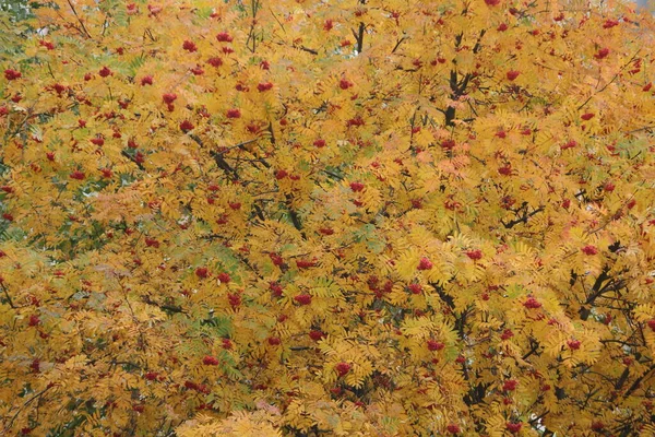 Hromada Bobulí Žlutém Podzimním Listí — Stock fotografie