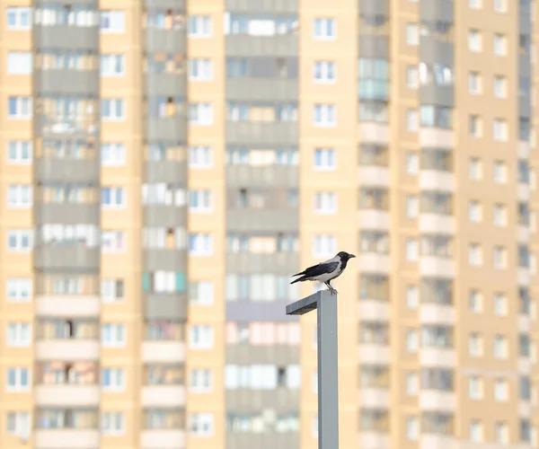 Ворона Сидит Фоне Фасада Современного Высотного Здания — стоковое фото