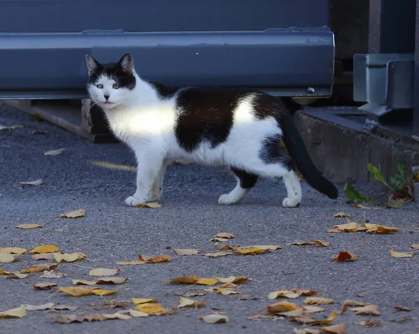 Gato Preto Branco Olho Asfalto Coberto Com Folhas Amarelas — Fotografia de Stock