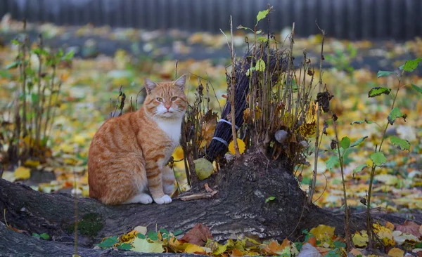 Gato Listrado Vermelho Está Sentado Raiz Uma Árvore Velha Entre — Fotografia de Stock