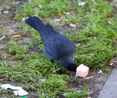 Kirli bir çimenlikteki bir karga, plastik bir kutudan gagasıyla yiyecek alır.