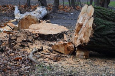 Kesilmiş yaşlı ağaçlar kütüğün yanında yatıyor.