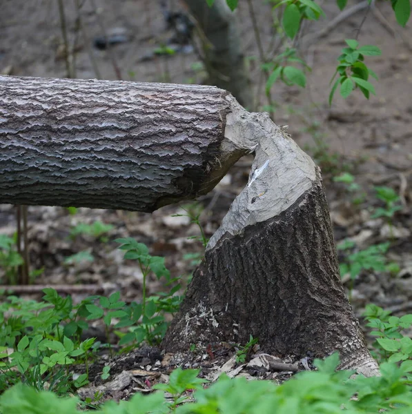 Árbol Seco Talado Bosque — Foto de Stock