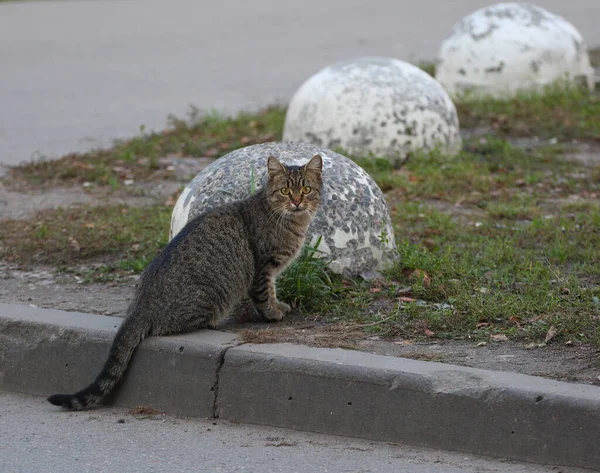 Gray Tabby Cat Sitting Grass Concrete Hemisphere — Stock Photo, Image