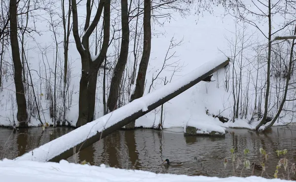 Eine Ente Schwimmt Dunklen Wasser Eines Schmalen Flusses Winter — Stockfoto