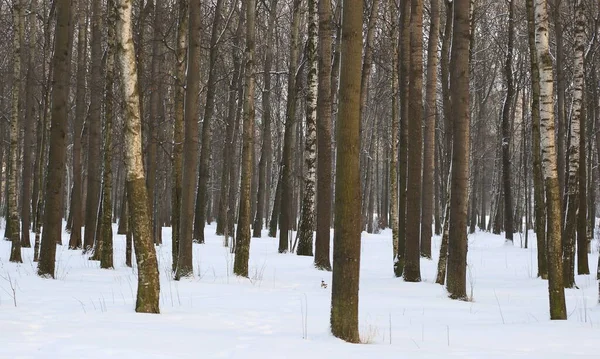 Bare Tree Trunks Snowy Winter Forest — Stock Photo, Image