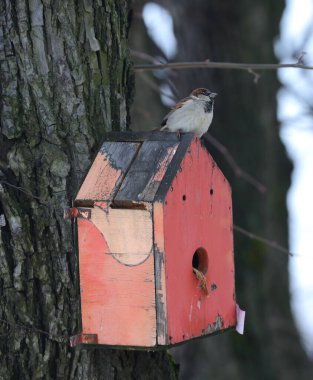A sparrow is sitting on a pink birdhouse nailed to a tree