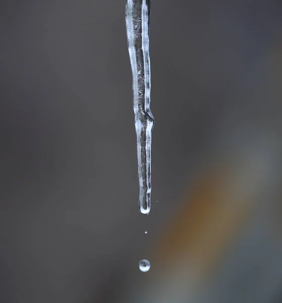 Una Goccia Acqua Staccata Ghiacciolo Cade — Foto Stock