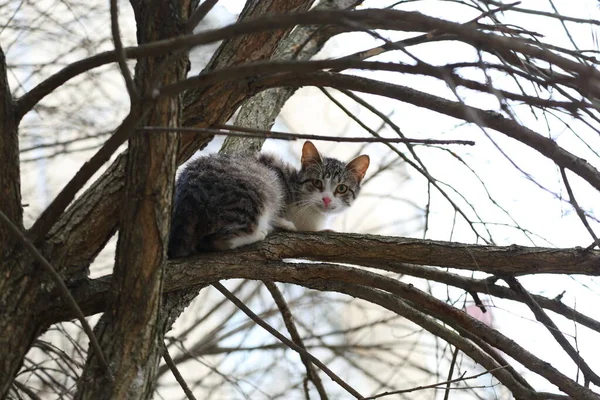 Gato Está Sentado Nos Ramos Uma Árvore — Fotografia de Stock