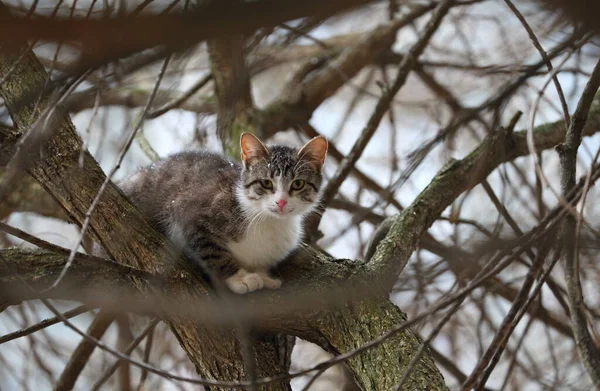 Gato Está Sentado Nos Ramos Uma Árvore — Fotografia de Stock