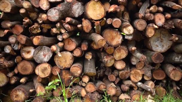 Troncos Árboles Cuidadosamente Apilados Impacto Deforestación Industria Pesada Sistema Ecológico — Vídeos de Stock