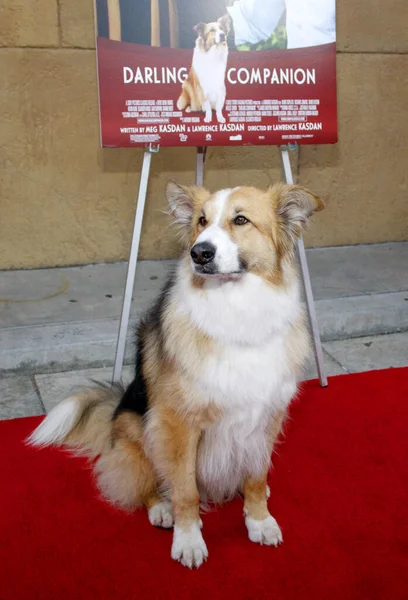 Kasey Dog Los Angeles Premiere Darling Companion Held Egyptian Theater — Stock Photo, Image