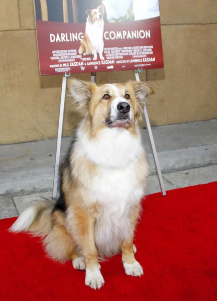 Kasey Dog Los Angeles Premiere Darling Companion Held Egyptian Theater — Stock fotografie