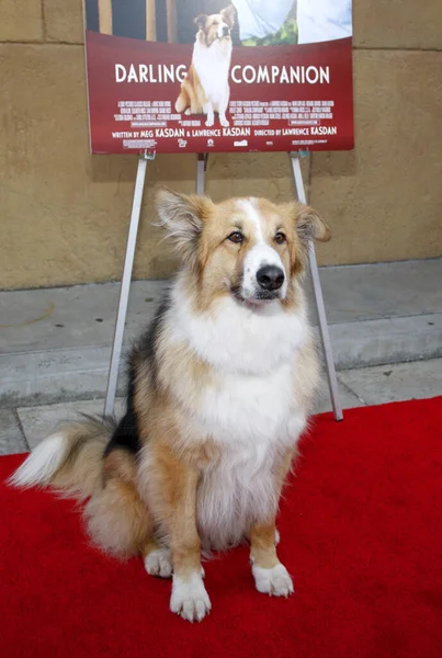 Kasey Dog Los Angeles Premiere Darling Companion Held Egyptian Theater — Stock Photo, Image