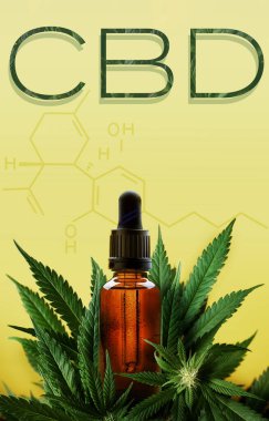 CBD metin ve cannabidol formülü ile şişe ve marihuana bitkisi ile metin için alan