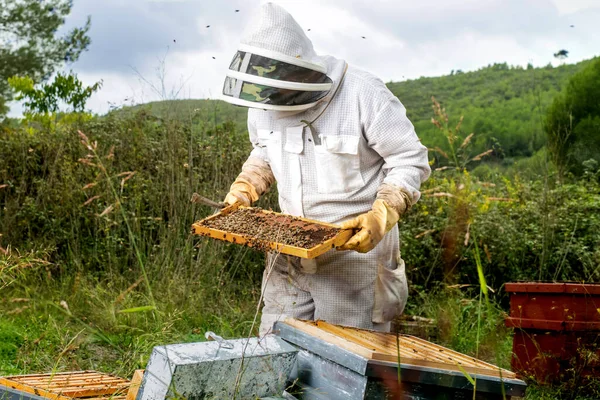 Apiculteur Vérifie Ruche Nid Abeille — Photo