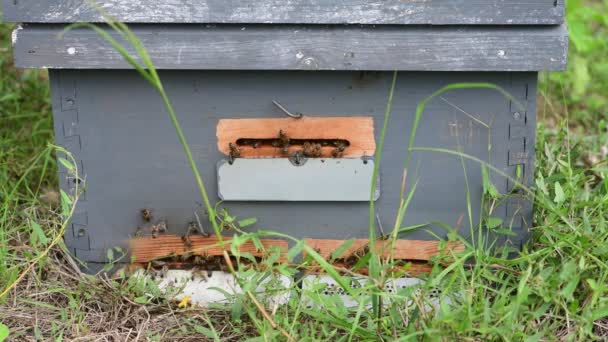 Nahaufnahme Des Eingangs Zum Bienenstock Kasten Mit Ein Und Ausgehenden — Stockvideo