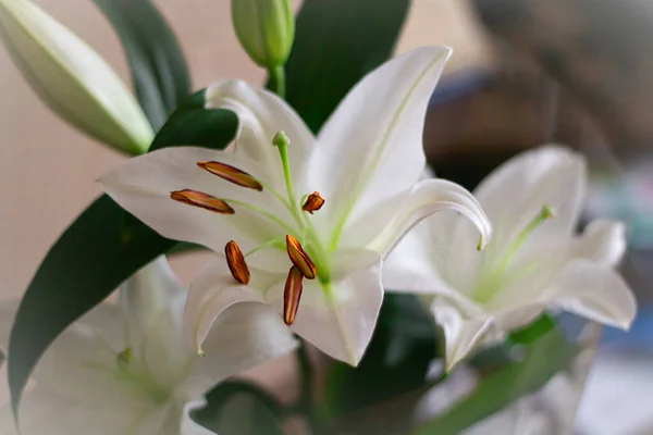 Lírio Flor Branca Bonita Perto Uma Espécie Lírio Branco Fundo — Fotografia de Stock