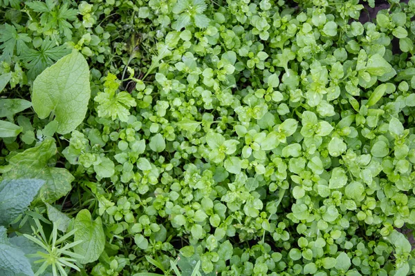 Antecedentes de relva verde deliciosa. Muitas plantas delicadas com folhas variadas. Uma teia de aranha de plantas de campo. Coloque para o seu texto. Natureza. — Fotografia de Stock