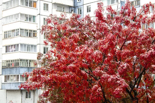 Drzewo łabędzie z czerwonymi liśćmi i jagodami pokryte było pierwszym śniegiem. Wczesna zima. Czerwony łabędź na tle wielopiętrowego budynku pod białym śniegiem. — Zdjęcie stockowe