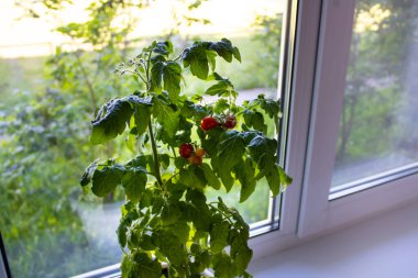 Pencere kenarında domates yetiştirmek. Camdaki bir tencerede domatesin kırmızı meyveleri. İçeride domates yetiştiriyor..