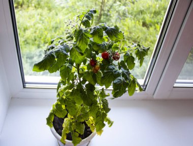 Pencere kenarında domates yetiştirmek. Camdaki bir tencerede domatesin kırmızı meyveleri. İçeride domates yetiştiriyor..