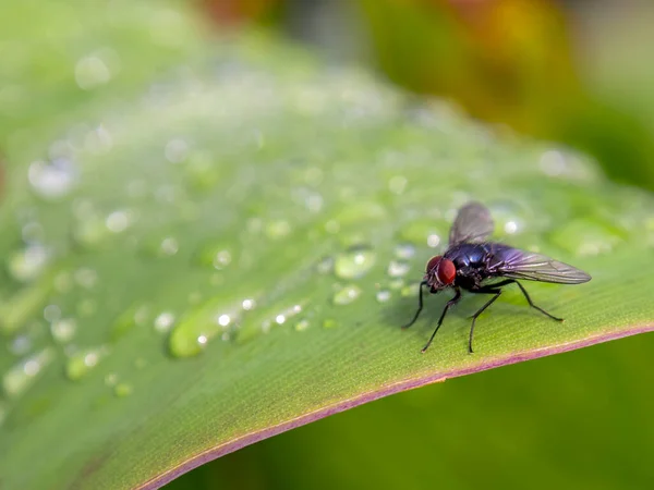 Makro Fotografie Mouchy Ležící Listu Kapkami Deště Zachycen Zahradě Blízkosti — Stock fotografie