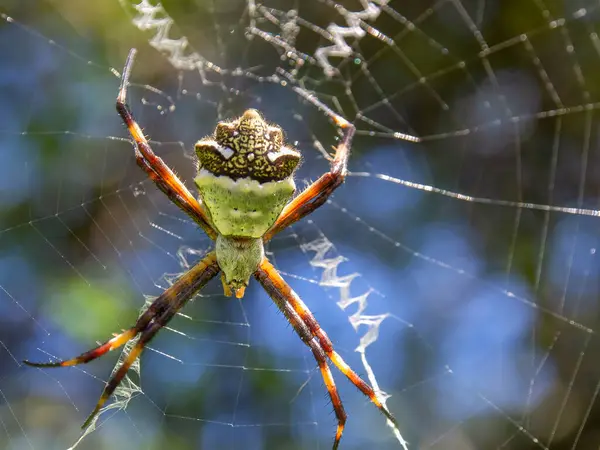 Makro Fotografie Stříbrného Argiopského Zahradního Pavouka Své Pavučině Zachycen Zahradě — Stock fotografie