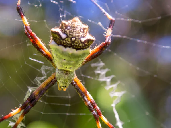一个银拱形花园蜘蛛在其网页上的宏观摄影 在哥伦比亚中部殖民地小镇Villa Leyva附近的一个花园被捕 — 图库照片