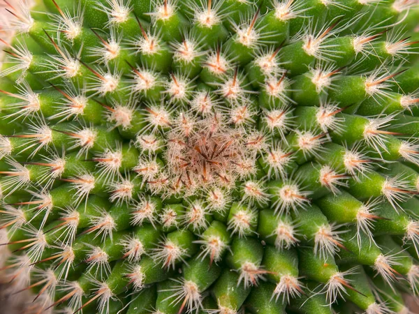 Makro Fotografering Taggig Pinnkudde Kaktus Från Toppen Fångad Ett Växthus — Stockfoto