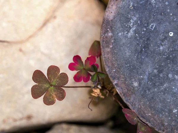 Makroaufnahme Einer Winzigen Kleepflanze Die Den Felsen Wächst Aufgenommen Einem — Stockfoto