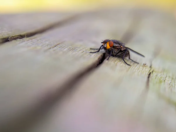 Macro Fotografia Una Mosca Appoggiata Tronco Legno Catturato Giardino Vicino — Foto Stock