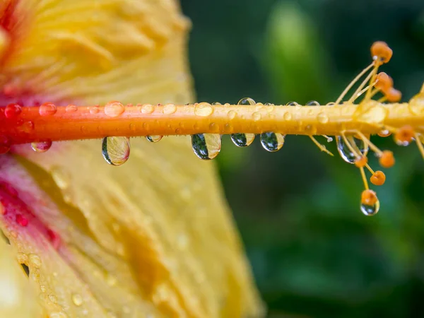 Fotografia Macro Hibisco Pistilo Amarelo Com Gotas Chuva Capturado Jardim — Fotografia de Stock