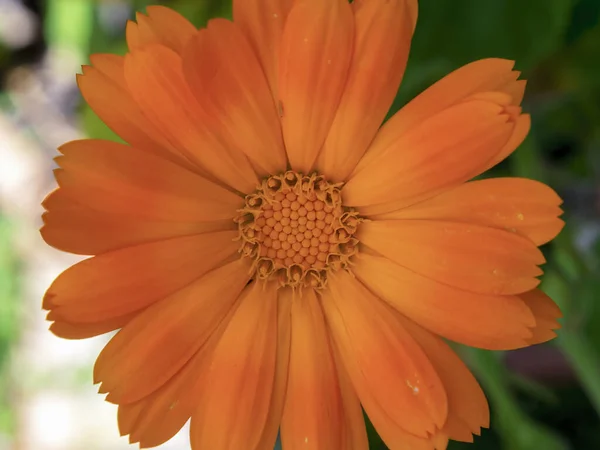 Macro Photography Top Marigold Flower Captured Garden Town Villa Leyva — Stock Photo, Image