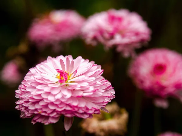 Close Photography Some Pink China Star Flowers Captured Garden Town — Stock Photo, Image