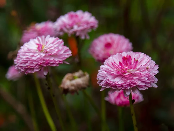 Close Photography Some Pink China Star Flowers Captured Garden Town — Stock Photo, Image