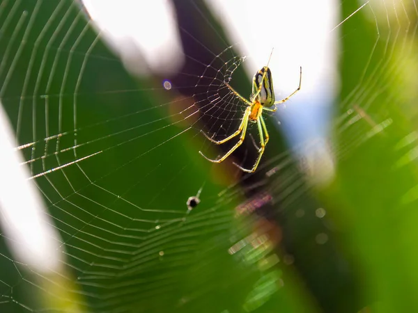 Makro Fotografie Zahradního Pavouka Venusta Svém Webu Zachyceného Zahradě Nedaleko — Stock fotografie