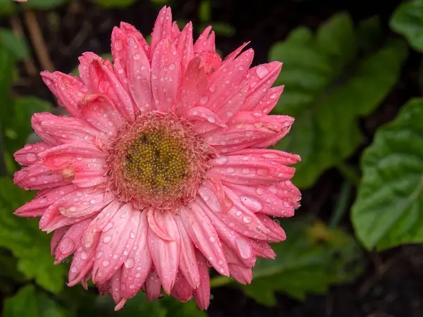 Macro Photography Pink Gerbera Flower Top Rain Drops Captured Garden — Stock Photo, Image