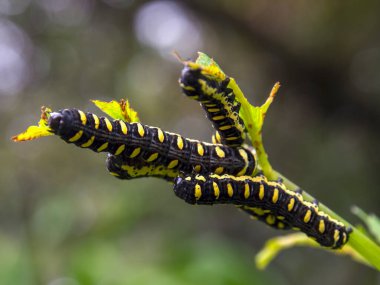 Kolombiya 'nın orta kesimindeki Villa de Leyva kasabasının yakınlarındaki bir bahçede yakalanan siyah ve sarı benekli tırtılların makro fotoğrafları..