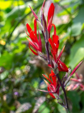 Kolombiya 'nın orta kesimindeki Chinavita kasabası yakınlarındaki bir çiftlikte yakalanan kızılderili fotoğraf fabrikasının kırmızı çiçekleri..