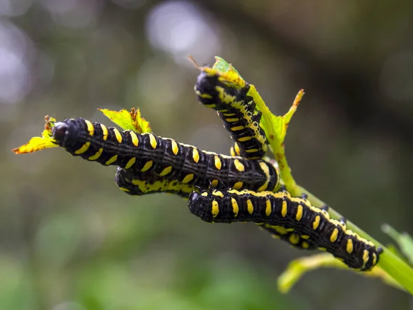 コロンビア中央部のヴィラ レイヴァの町の近くの庭で撮影された葉を食べるいくつかの黒と黄色の斑点のある毛虫のマクロ写真 — ストック写真