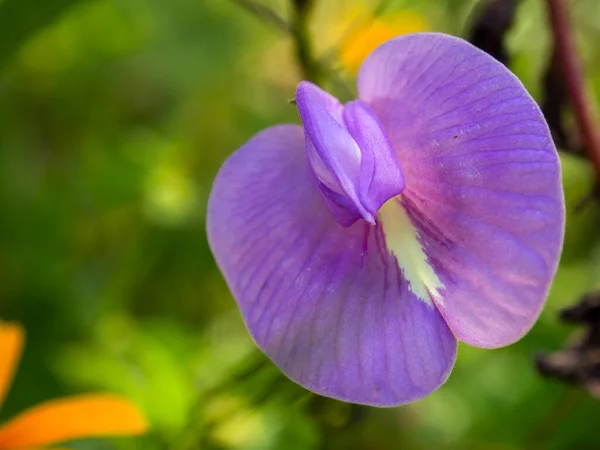Macrofotografia Uma Flor Ervilha Borboleta Violeta Capturada Uma Fazenda Perto — Fotografia de Stock