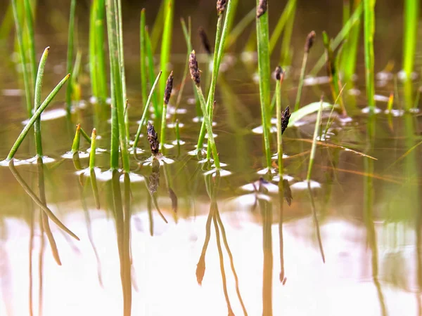 Macro Photographie Lames Herbe Dans Une Flaque Eau Pluie Capturée — Photo