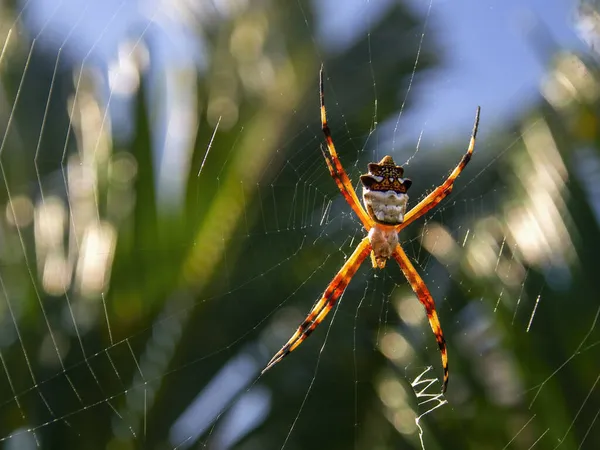 Fotografia Macro Uma Aranha Prata Pendurada Sua Teia Perto Sua — Fotografia de Stock