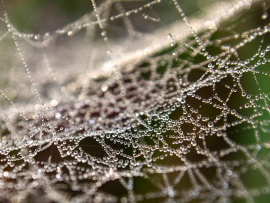 Macro photography of a spieder web covered in dew drops, captured near the colonial town of Villa de Leyva in central Colombia, very early in the morning.