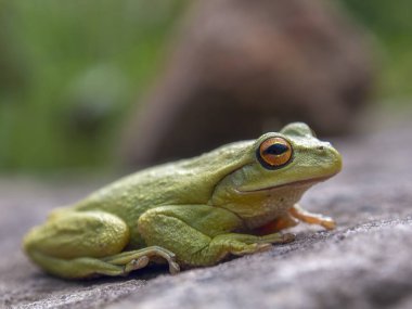 Macro photography of a green dotted tree frog resting on a rock, near the colonial town of Villa de Leyva in central Colombia.